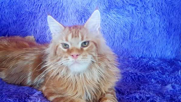 Красотка кремового солидного окраса из питомника Arktur в Тюмени фото 33