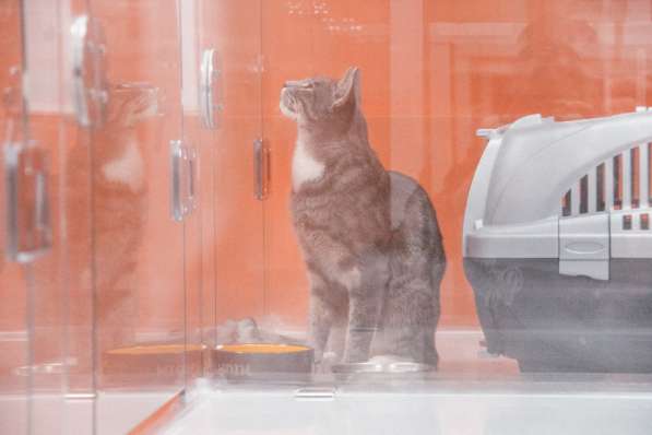 Зоогостиница BookingCat Люберцы/Жулебино в Люберцы фото 20