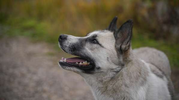 Суперактивная Халва в Москве фото 43