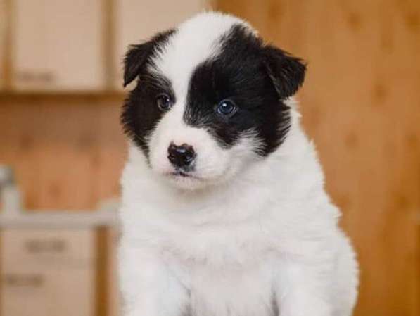 Срочно продается щенок якутской лайки! в Якутске фото 4