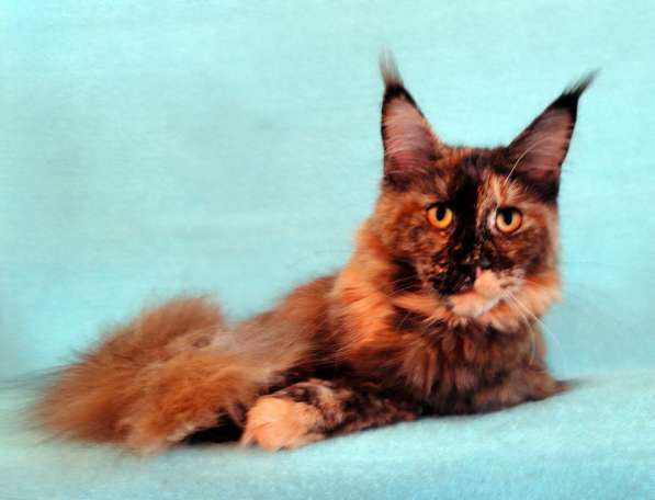 Апельсинки к Новому Году в Рязани фото 118