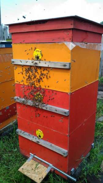 Мёд 1л пчелиный Зауральский с пасеки в Кургане с доставкой в Кургане фото 4