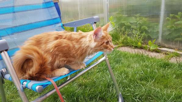 Продаётся красная девочка мейн-кун в Санкт-Петербурге фото 31