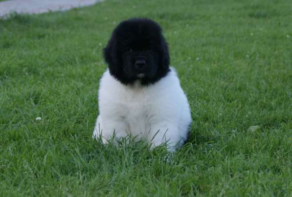 Щенок Ньюфаундленд в Солнечногорске фото 4