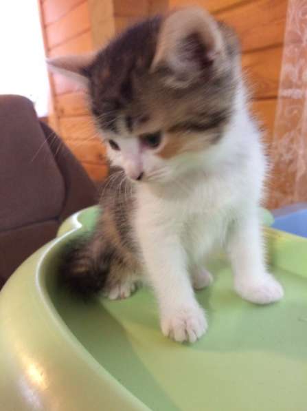 Британские полукровки в Самаре фото 5