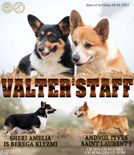 Вельш корги пемброк в Москве фото 11