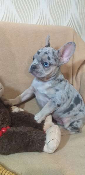 Французский бульдог. Merle. Blue eyes в 