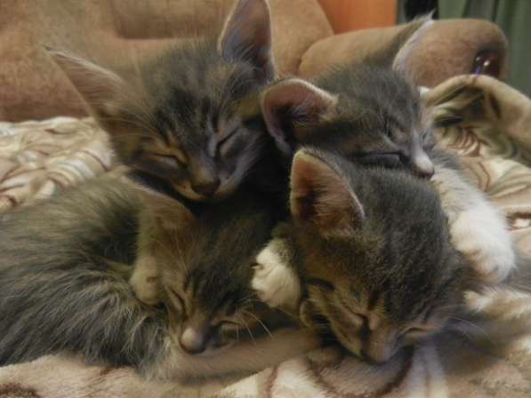 Милые пушистики в Самаре фото 17