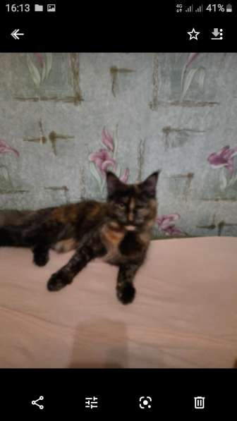 Пропала кошка мейнкун в Ростове-на-Дону фото 3