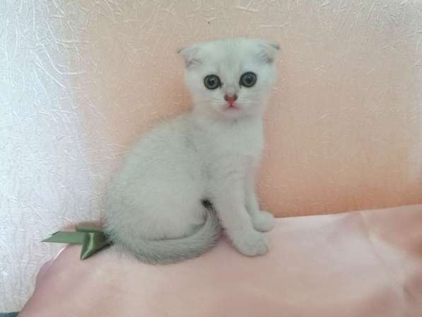 Шотландский кот в фото 19