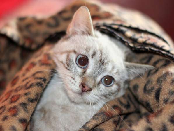 Тайский котенок девочкаТиффани в дар в Москве