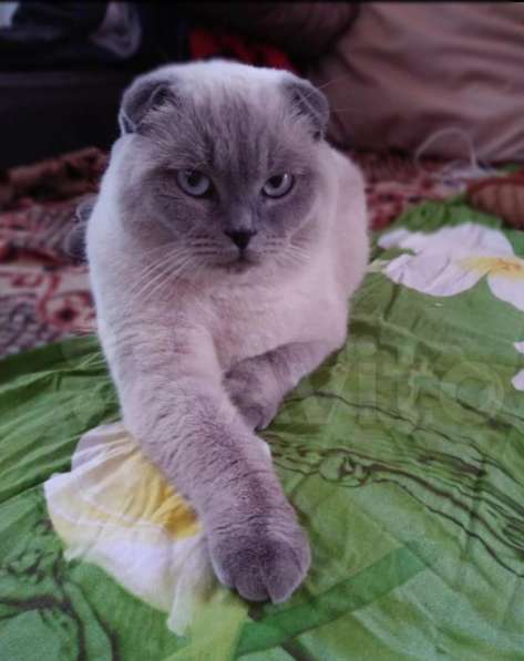 Шотландские котята в Новороссийске фото 3