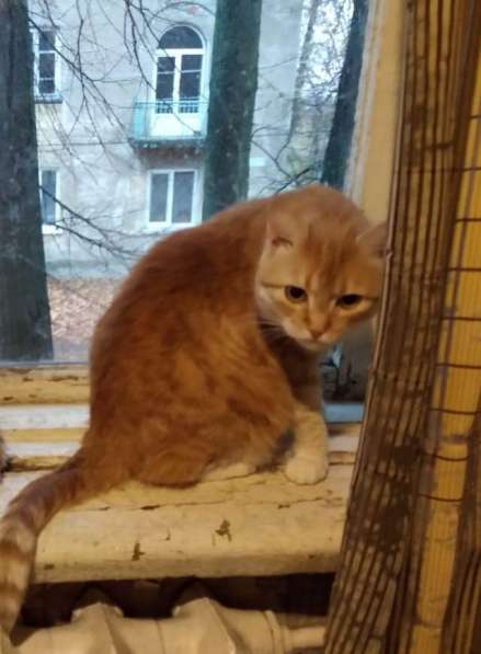 Кошечка ищет любящий дом в Сергиевом Посаде фото 3