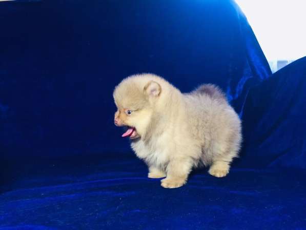 Щенки шпица