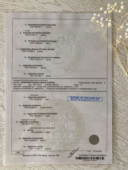 Щенки русской цветной болонки в Пушкино фото 4