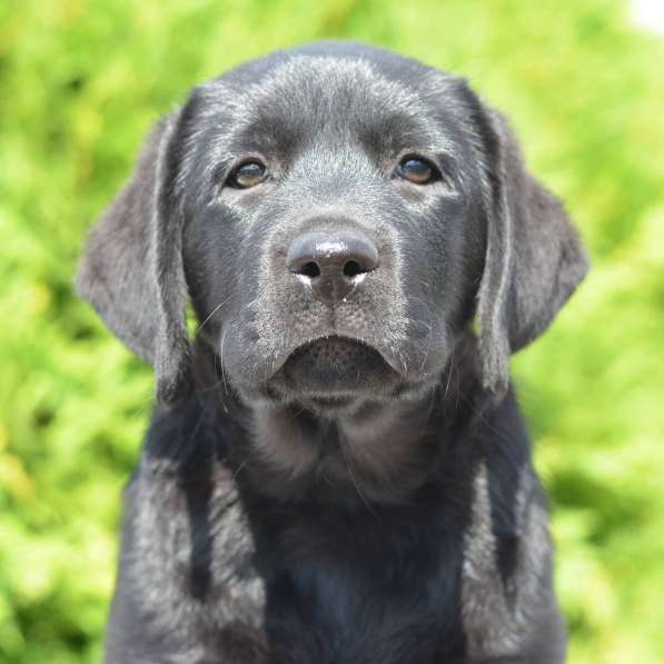 Щенки лабрадора- ретривера в фото 11