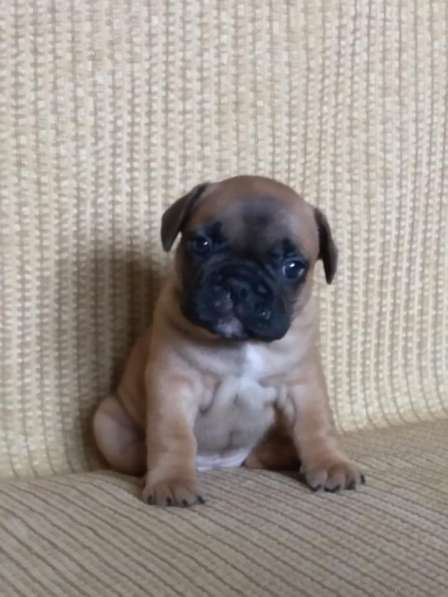 Французские булечки в Кирове фото 15