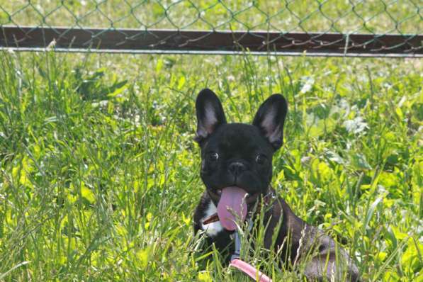 Французский бульдог подрощенная девочка в Москве фото 25