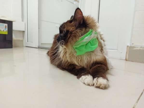 Молодой котик Тимофей в добрые руки