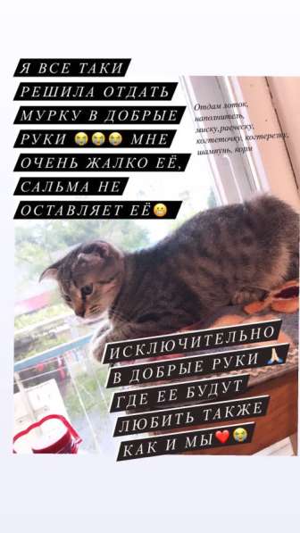 Отдам котёнка в добрые руки в Махачкале фото 4