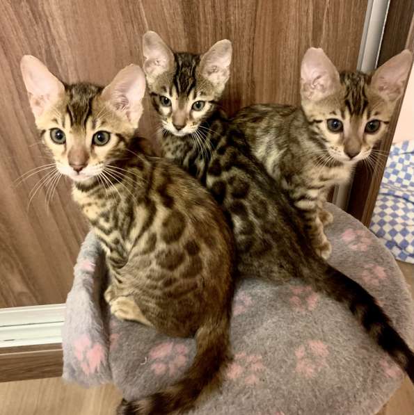Клубные бенгальские котята в Химках фото 5