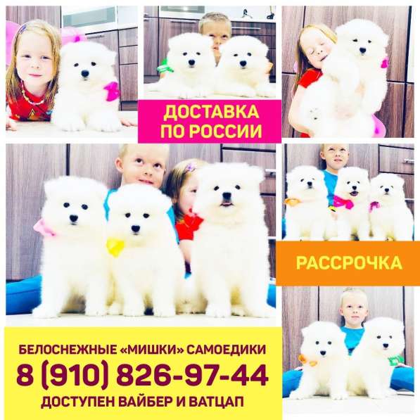 Белоснежные "мишки" самоедики