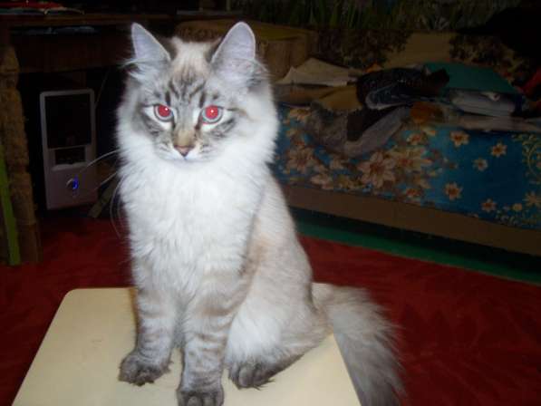 Невские маскарадные котята в Севастополе фото 11