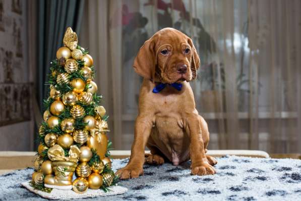 Венгерская выжла щенки