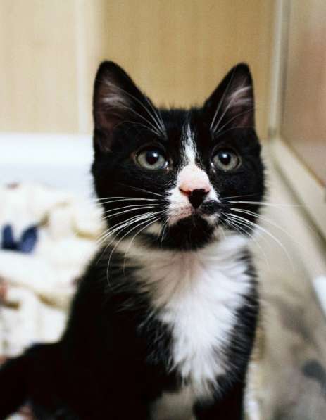 Юные котята ищут дом в Санкт-Петербурге фото 9