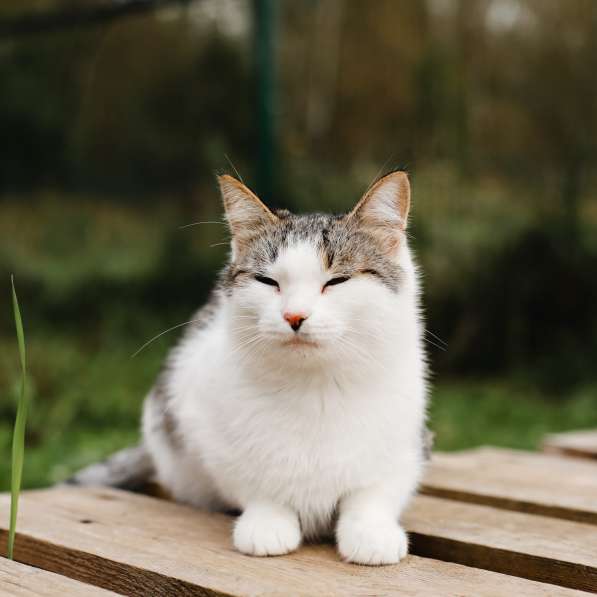 Ося. Самая уютная кошка в Москве
