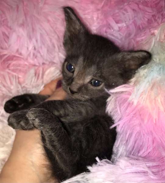 Кудрявые эльфы, каракулевые, элитные котята Девон-Рекс в Санкт-Петербурге фото 29