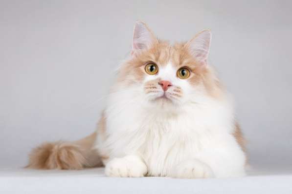 Пирожок - котик, который улыбается в Москве фото 4