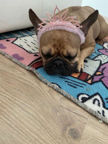 Ищем добрые руки