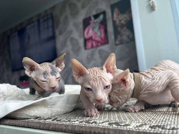 Сфинкс котенок
