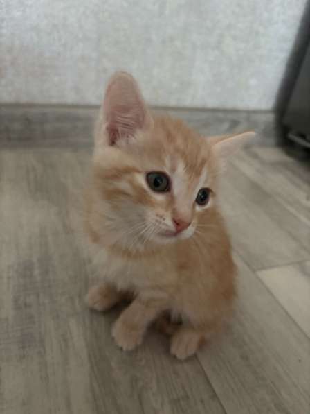 Котята в Ноябрьске фото 3