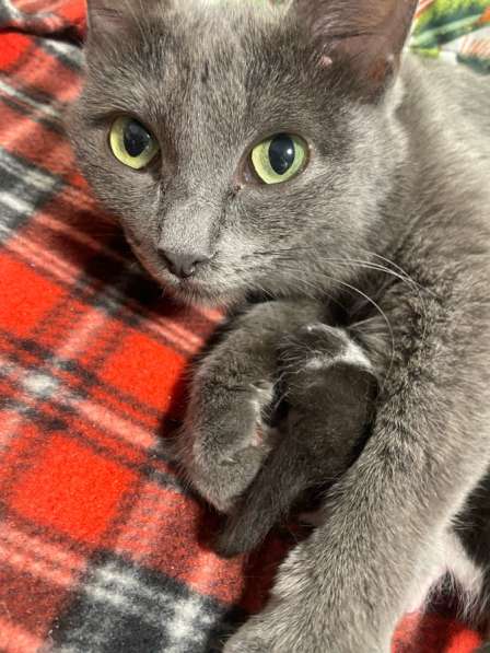 Отдам бесплатно котенка в Щелково фото 3