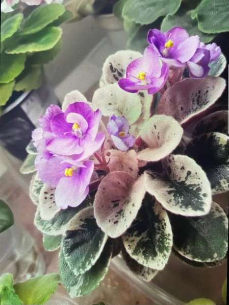 Сортовые фиалки в Майкопе фото 11