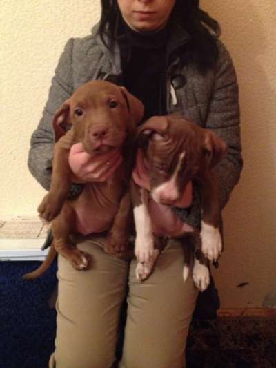 щенки Пит-Бультерьер в Краснодаре фото 3