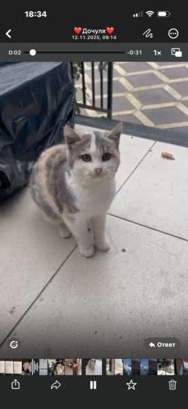 Котенок в добрые руки