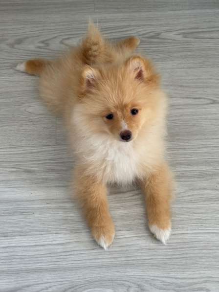 Щенки померанского шпица 3 месяца в фото 3