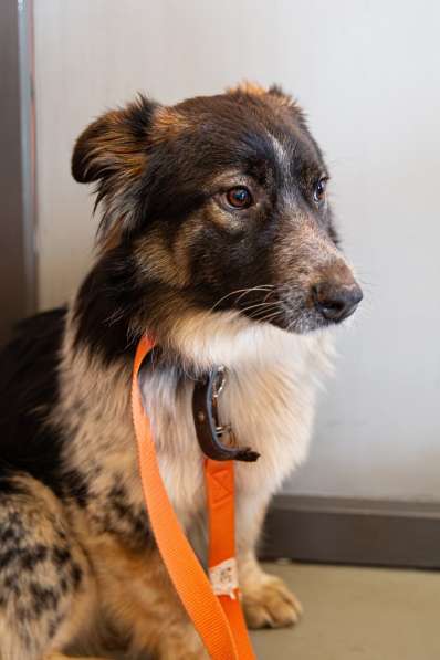 Небольшая деловая собачка в Санкт-Петербурге фото 5