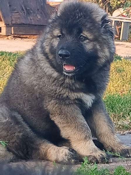 ПРОДАМ ЩЕНКОВ КАВКАЗСКОЙ ОВЧАРКИ