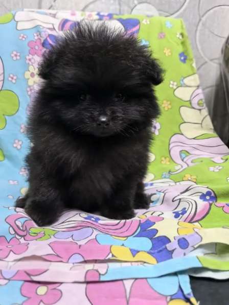 Продам щенков померанский шпиц в Пензе фото 9