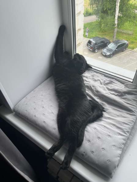 Отдам в добрые руки