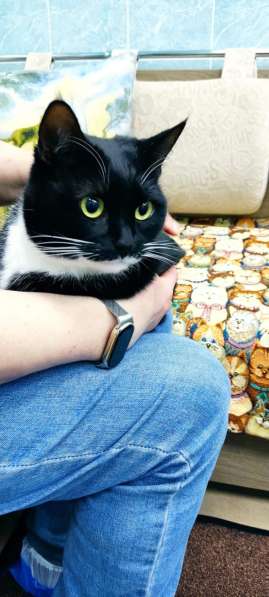 Кошечка Ромашка в добрые руки в Москве фото 14