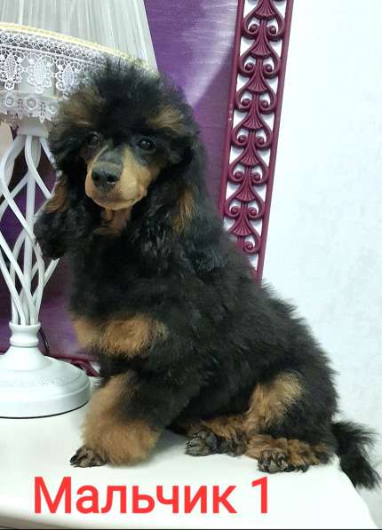 Пуделята фантомы щенки в Москве фото 5