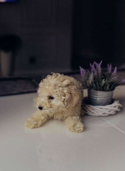 Щенки Той-пудель в Санкт-Петербурге фото 3