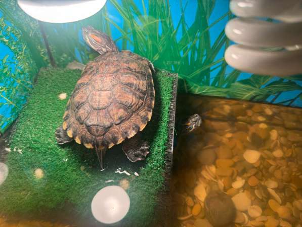 Отдам черепашек в добрые руки в Москве