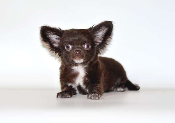 Мальчики чихуахуа в Москве