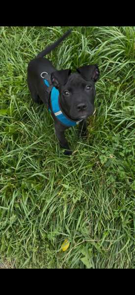 Питбуль в Екатеринбурге